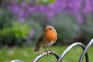 bird on a fence